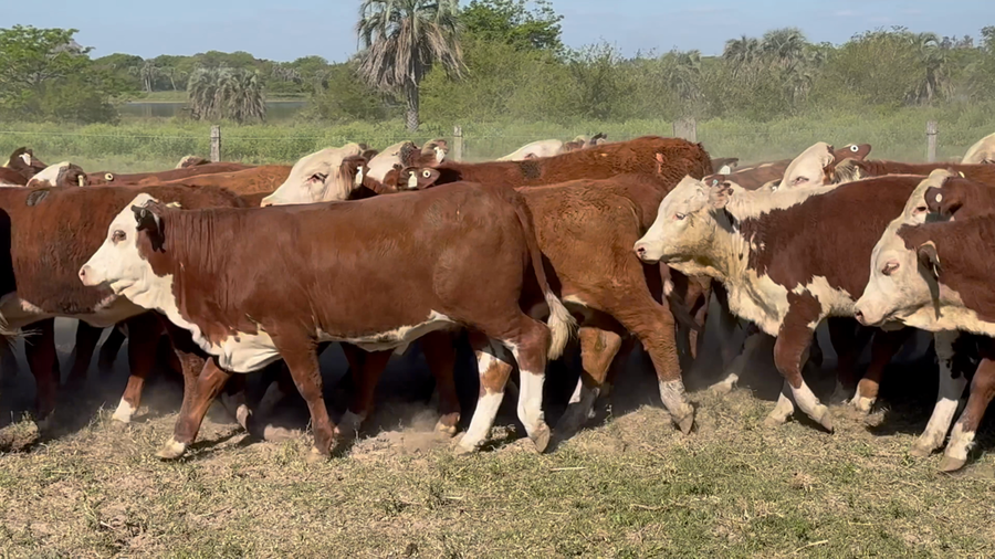 Lote 80 Terneras