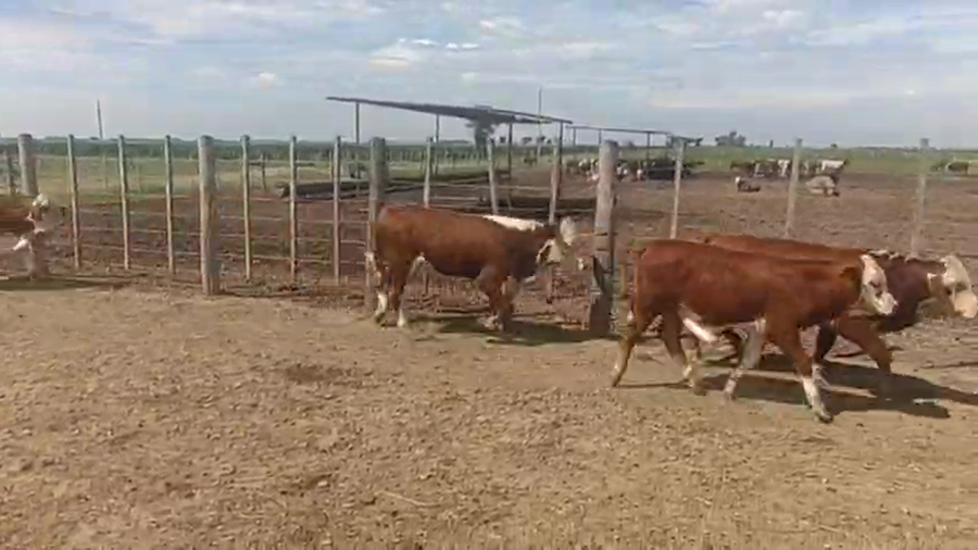 Lote 70 Terneros