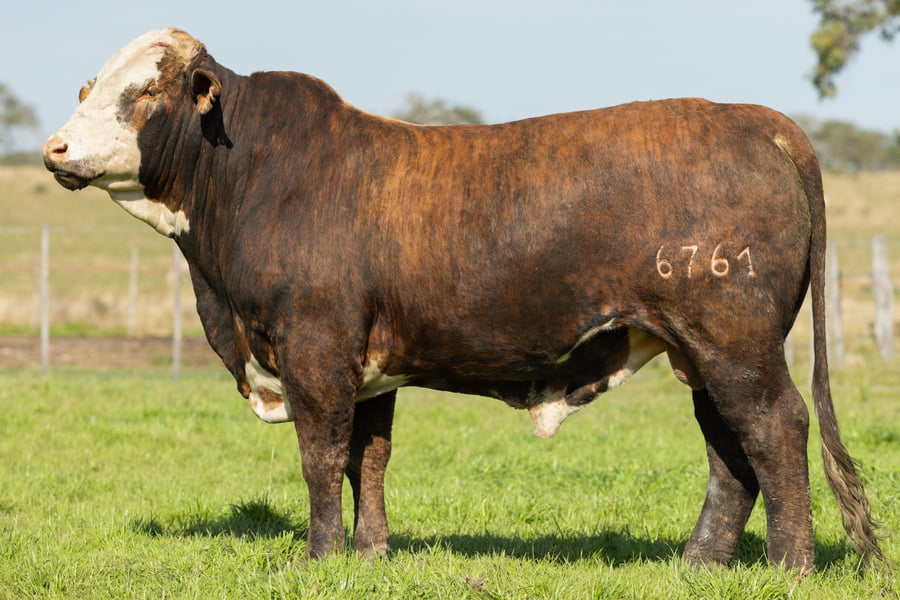 Lote Toros señal 22