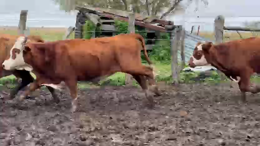 Lote 100 Vacas de invernar