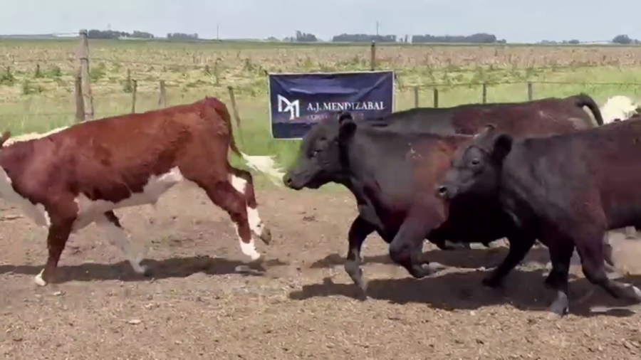 Lote 21 NOVILLITOS, EN DAIREAUX, BS. AS.