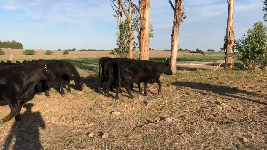 Lote 14 Vaquillonas Angus y cruza