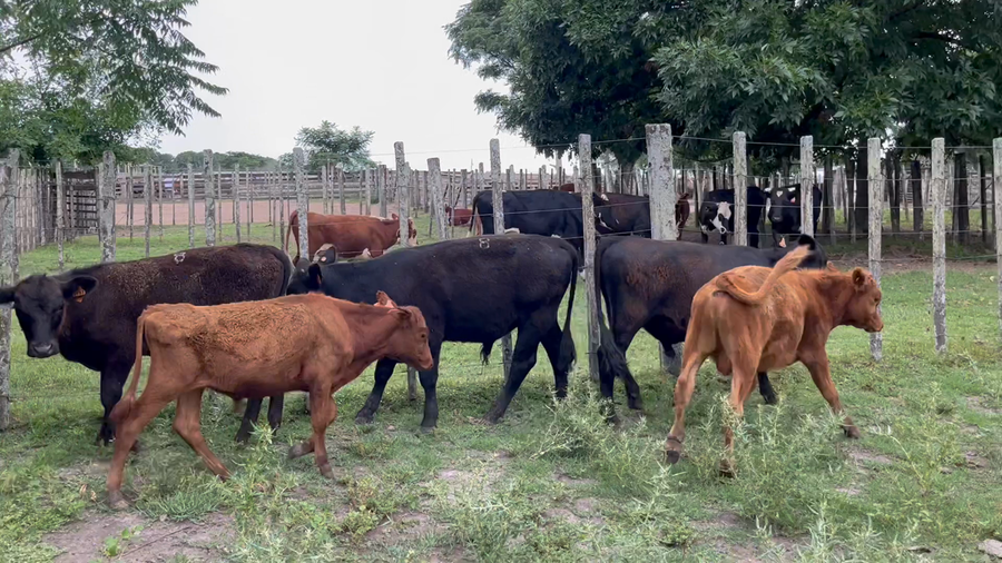 Lote 6 Terneros y Novillos