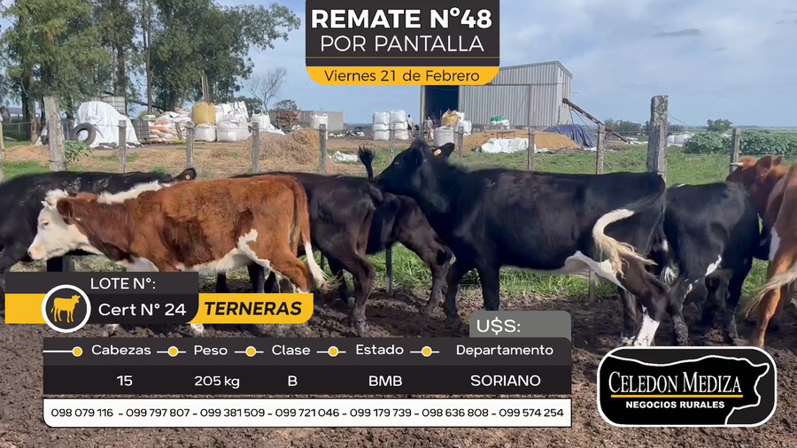 Lote 15 Terneras en Cuchilla del Perdido, Soriano