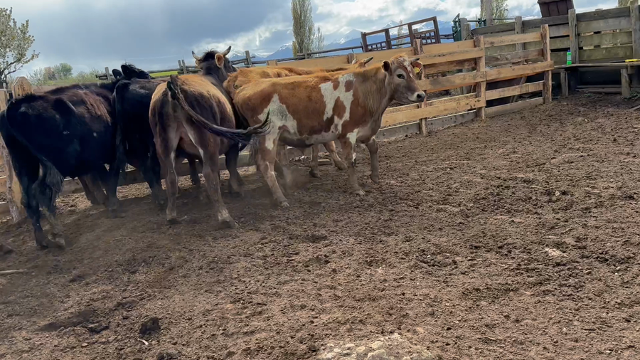 Lote 7 Novillo Engorda en Coyhaique, XI Región Aysén