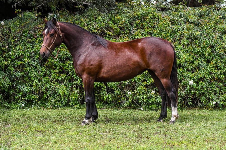 Lote RP  3522 - PORÁ JUJENA