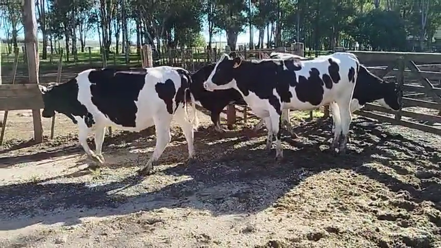 Lote 4 Vaquillonas  a remate en Pantalla Camy 480kg - , San José
