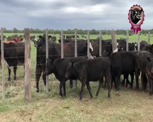 Lote 20 Terneros y 30 Terneras de 150 Kg