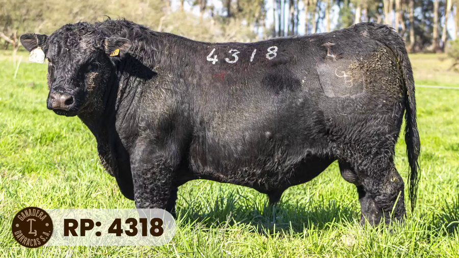 Lote RP 4318