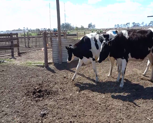 Lote Lote  41 Monzoni Servicios Agropecuarios