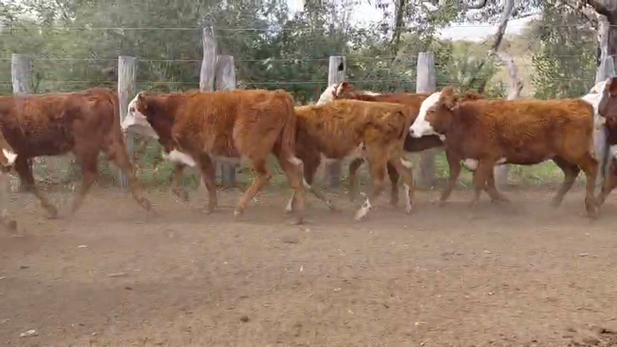 Lote 137 Terneros/as