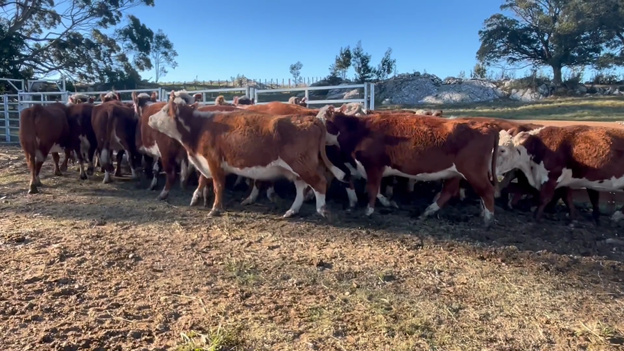 Lote 33 VACAS PREÑADAS