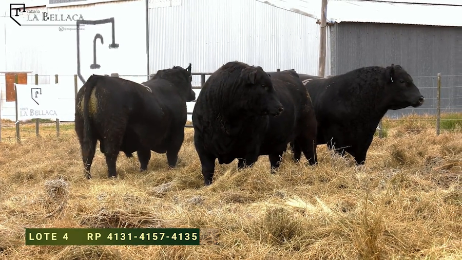Lote TOROS PUROS DE PEDIGREE