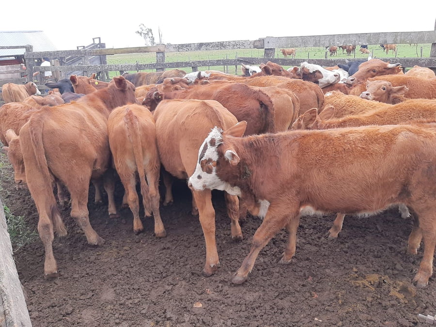 Lote 140 Terneros/as