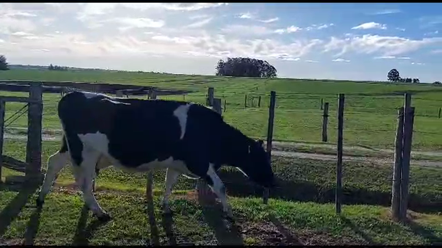 Lote 2 vaquillonas holando