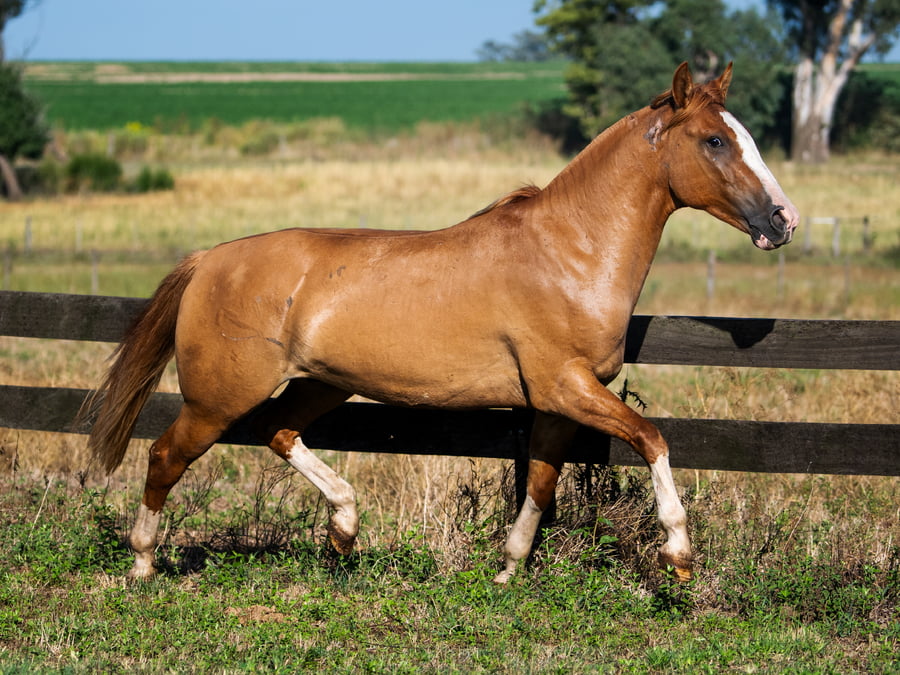 Lote VIRTUD JOLGORIO