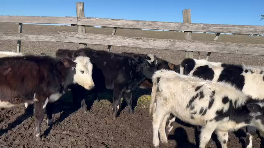 Lote 7 Terneras Cruzas a remate en Pantalla Camy en Ecilda