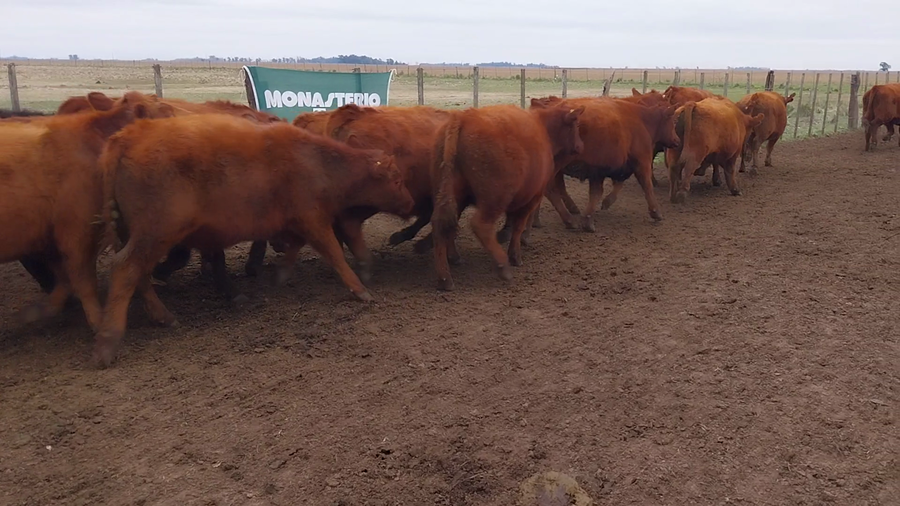 Lote 50 Novillitos en Huanguelen