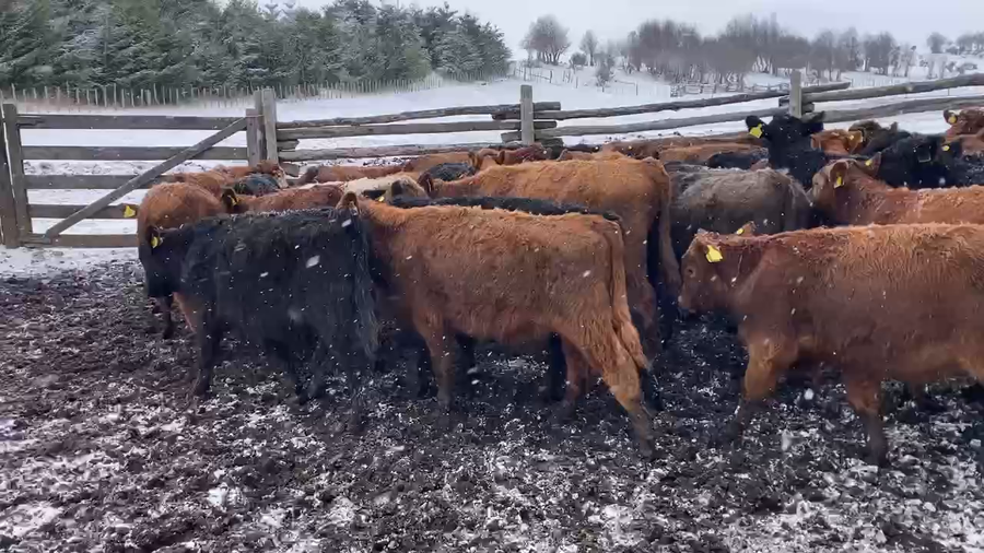 Lote 60 Ternero en Coyhaique, XI Región Aysén