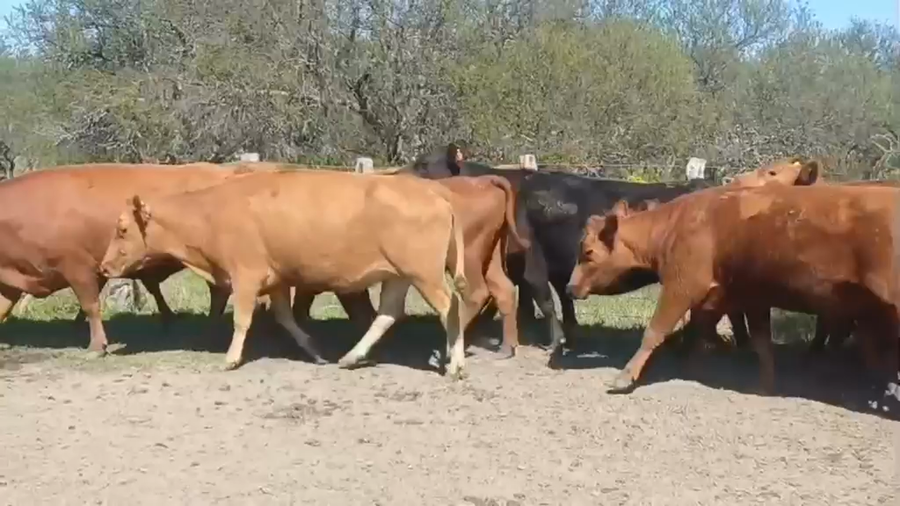 Lote 29 Vacas de invernar