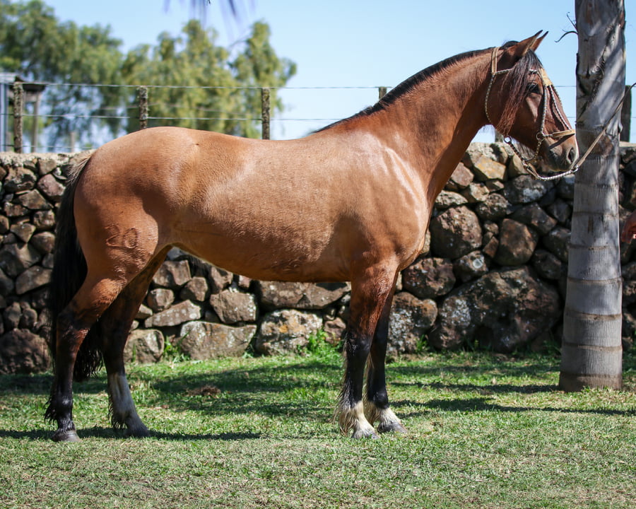 Lote Santa Ines Malta