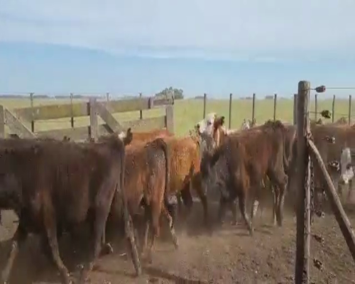 Lote 75 Vaquillonas en Olavarría, Buenos Aires