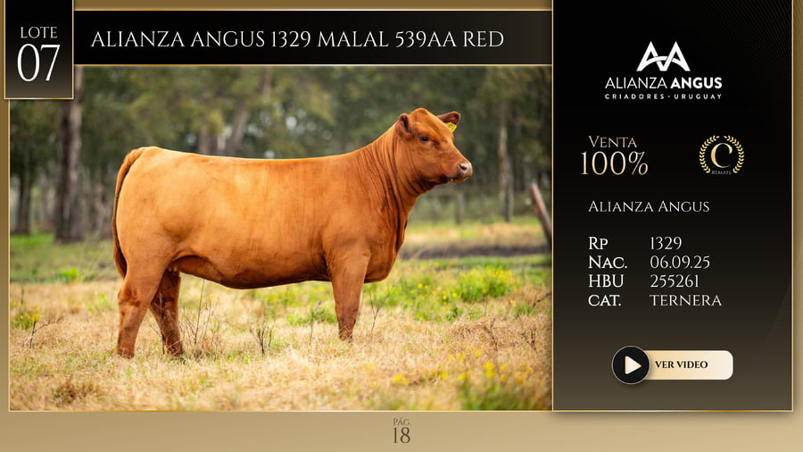 Lote ALIANZA ANGUS 1329 MALAL 539AA RED