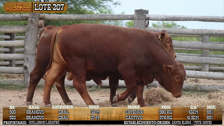 Lote LOTE 207 - VIVO