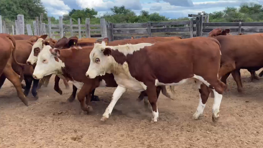 Lote 50 Vaquillonas P/ entorar en Estanislao Del Campo, Formosa