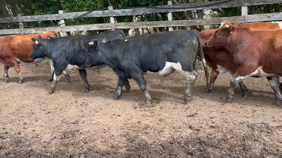Lote 24 Novillo Engorda en Coyhaique, XI Región Aysén