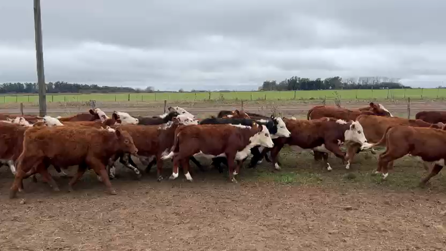 Lote 0 Terneras en Buenos Aires, Ramallo