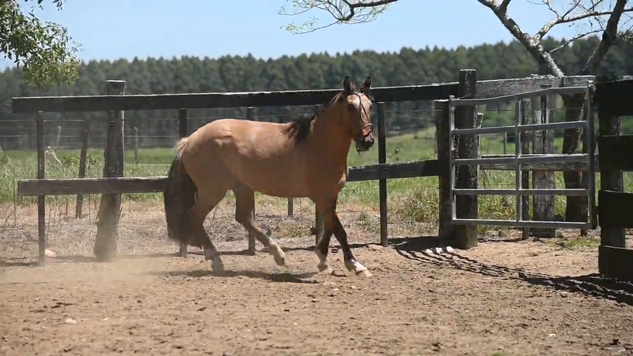 Lote EL  GAVILÁN  PIRINGA