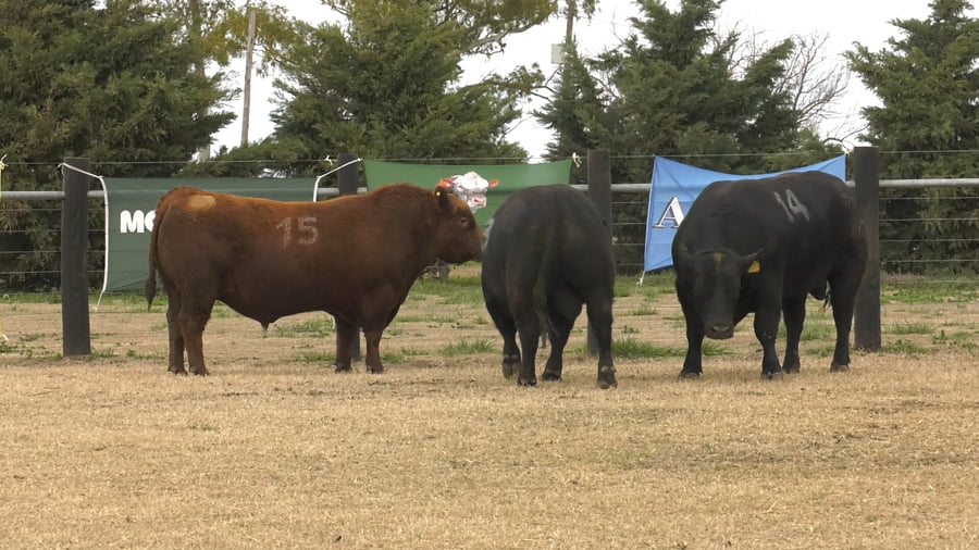 Lote TOROS ANGUS PUROS CONTROLADOS