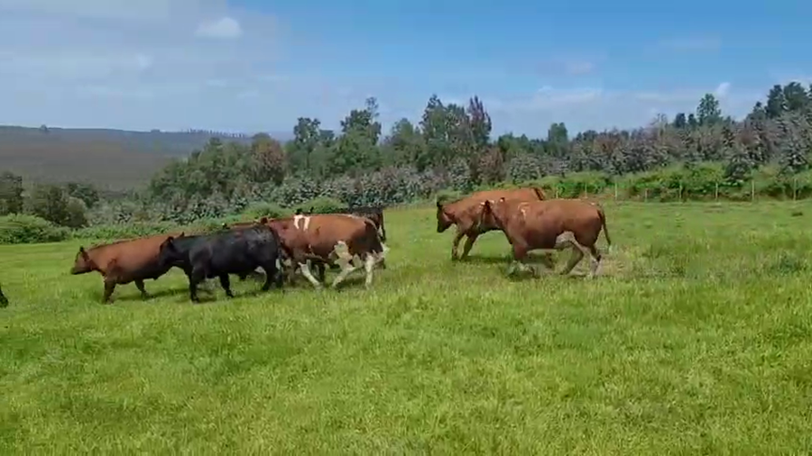 Lote 50 Novillo Engorda en Fresia, X Región Los Lagos