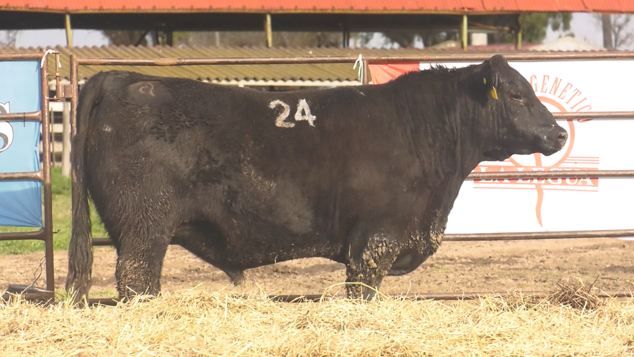 Lote TOROS ANGUS NEGROS  PC