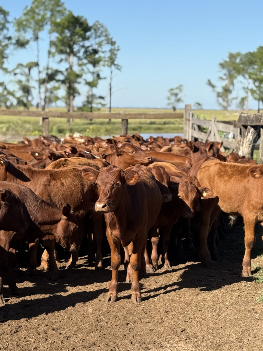 Lote 100 Terneros/as en Corrientes, Alvear