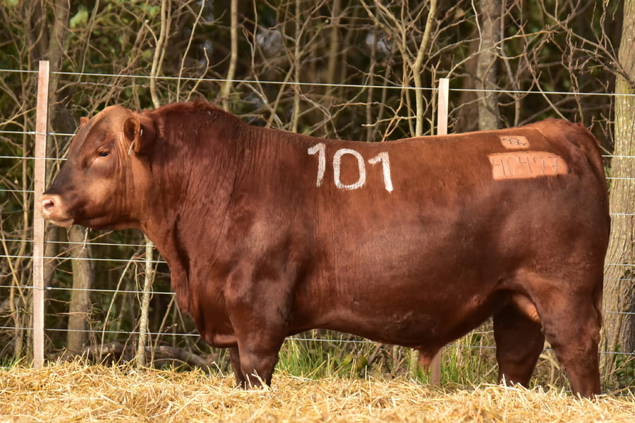 Lote TOROS ANGUS PC