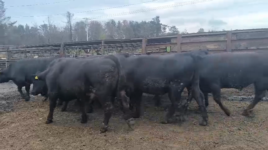 Lote 20 Novillo Gordo en Los Ángeles, VIII Región Biobío