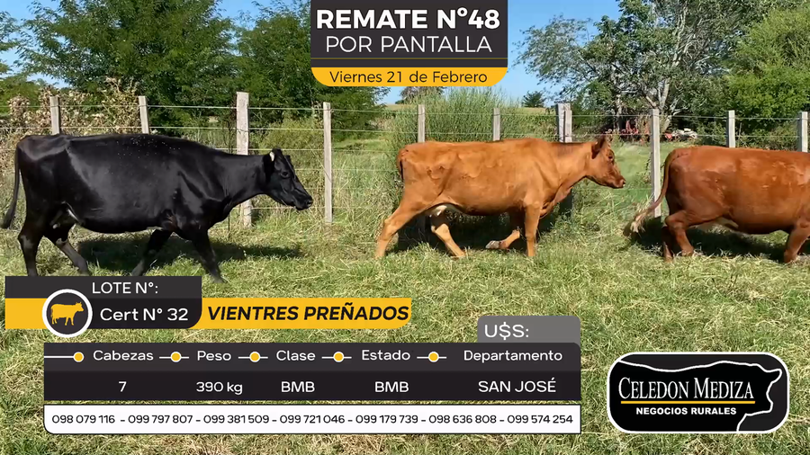 Lote 7 Vientres Preñados en Otra Localidad, San José