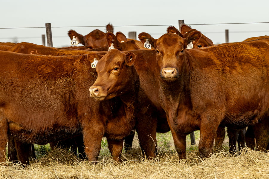 Lote VAQUILLONAS ANGUS PURAS CONTROLADAS