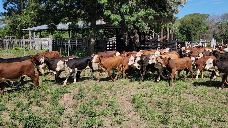 Lote 80 Terneros/as en Lomas de Vallejos, Corrientes