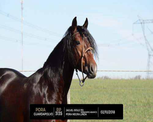 Lote PORA GUARDAPOLVO