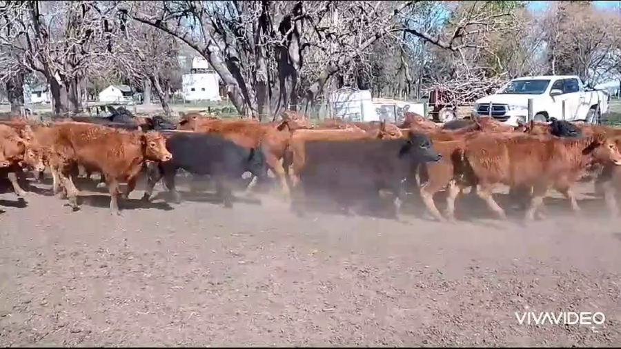 Lote 70 Terneras