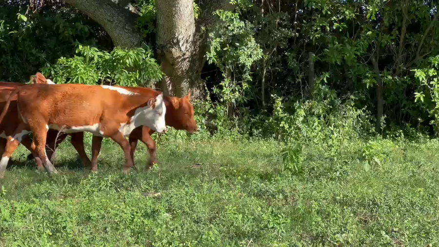 Lote 120 Terneros/as