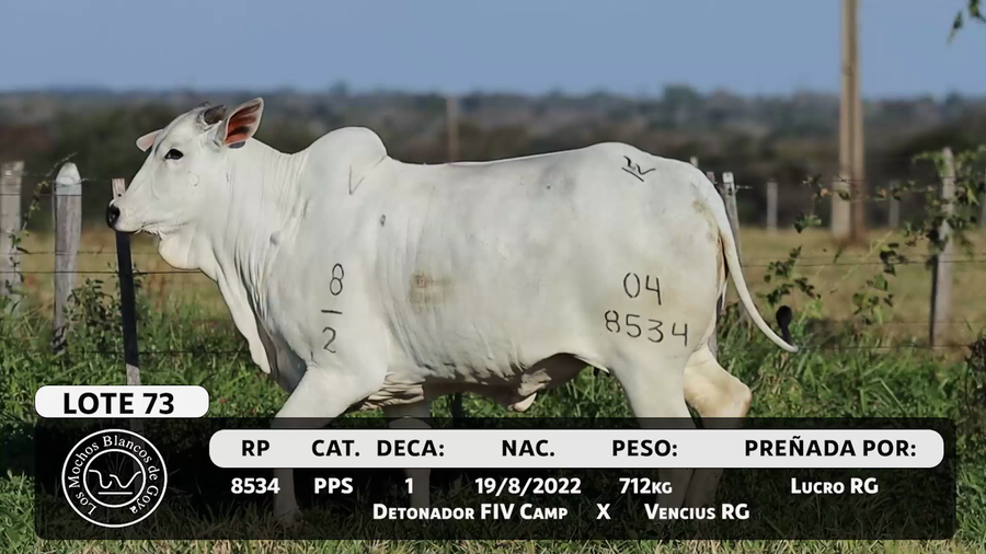 Lote LOTE 73