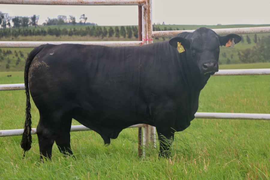 Lote Toros a remate en 14º Nacional Brangus, Tacuarembó