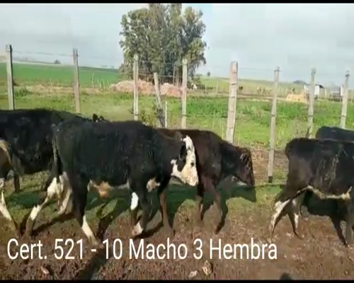Lote (Vendido)13 Terneros y Terneras 6HO - 6 HO/ AA - 1 RA/ NO      a remate en Remate virtual de Coco Morales & Asoc. 150kg -  en  RUTA 21 KM 202 A 3 KM POR CAMINO VECINAL