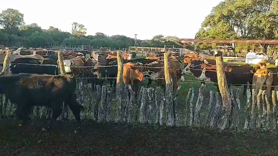 Lote 80 Terneros/as en Corrientes, Perugorría