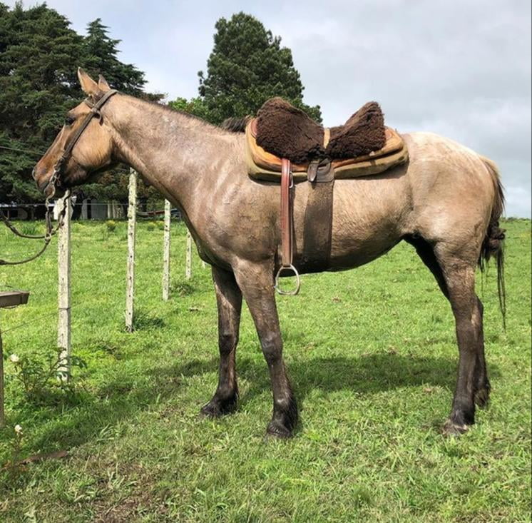 Lote Cabaña "Divisa Blanca" - RP 15 - Heroica Divisa Blanca