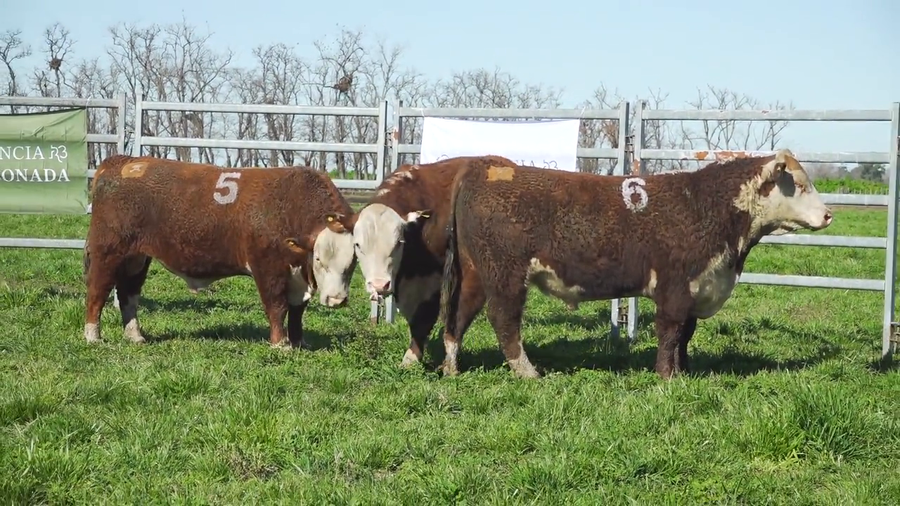 Lote Toros HEREFORD